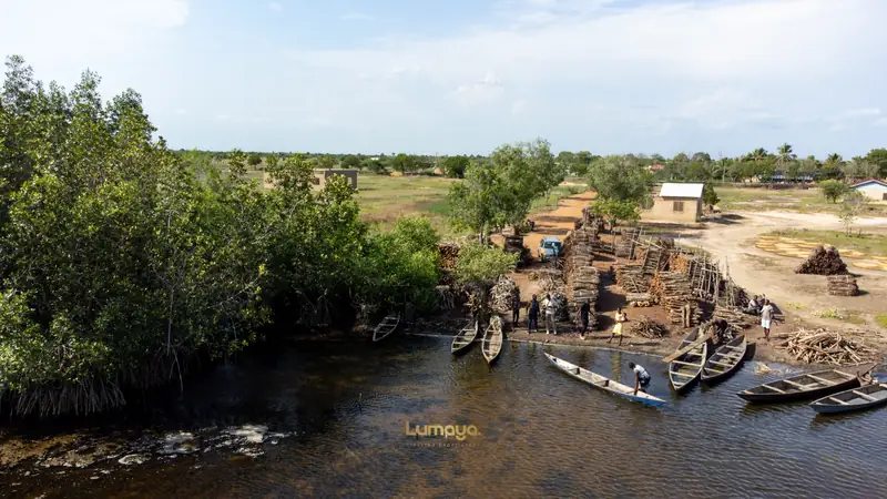 Là où la rivière rejoint la mangrove