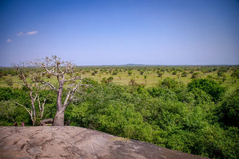 Des baobabs qui tiennent l’horizon