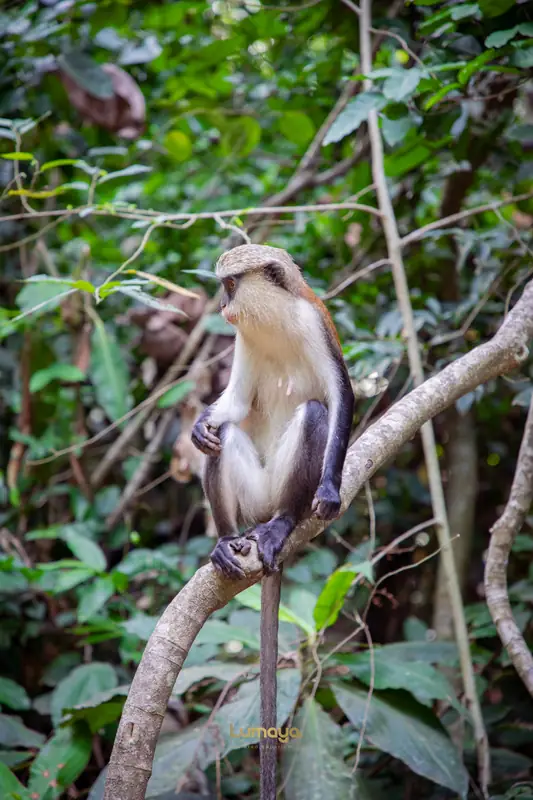 Un singe mona à Tafi Atome